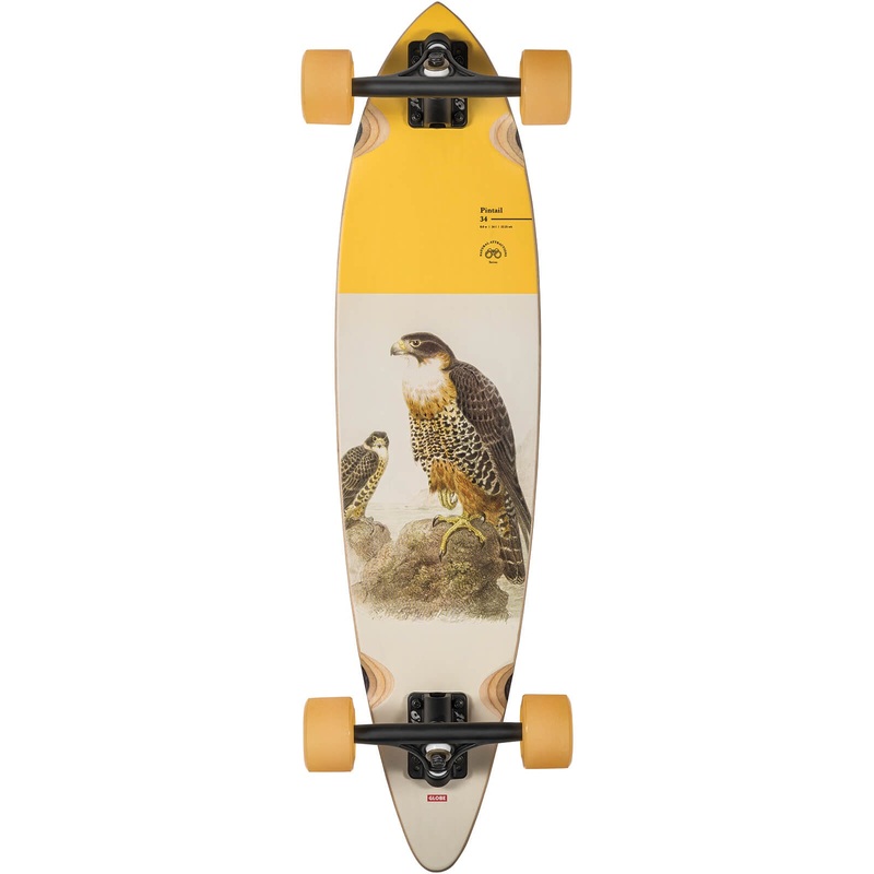 Globe Pintail Falcon